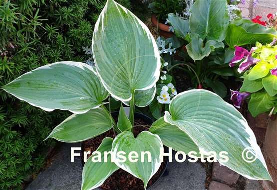 Hosta Handsome Devil